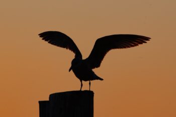 Dockside Sunset Gull Image ID: 127