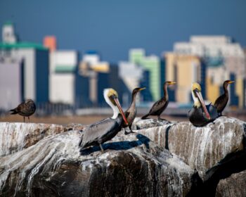 Brown Pelican & Double-crested Cormorant Image ID: 110