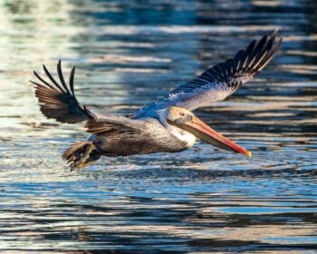 Brown Pelican Image ID: 129