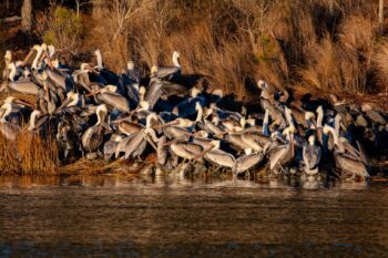 Brown Pelicans Image ID: 642