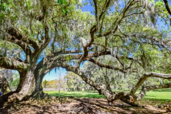 A vibrant Tree of Life in the Garden District of New Orleans, showcasing lush greenery and intricate branches