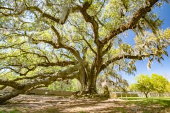 Tree of Life - Garden District Image ID: 473