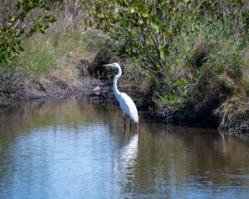 Great Egret Image ID: 117