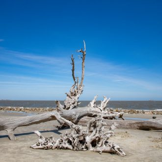 Driftwood Beach on Jekyll Island, GA, featuring weathered driftwood against a serene coastal backdrop