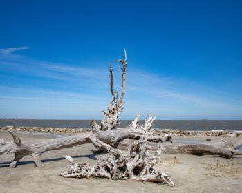 Driftwood Beach Image ID: 108