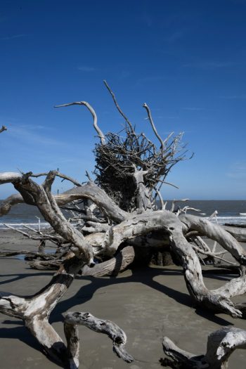 Driftwood Beach Driftwood Beach on Jekyll Island, GA, featuring weathered trees and serene coastal scenery