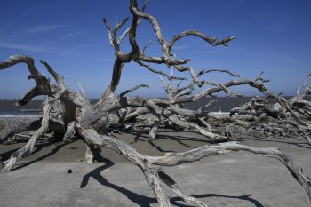 Driftwood Beach Driftwood Beach on Jekyll Island, GA, featuring weathered trees and sandy shores under a clear sky