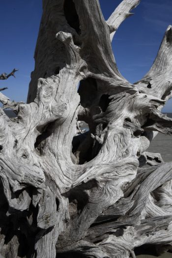 Driftwood Beach Driftwood Beach on Jekyll Island, GA, featuring weathered driftwood against a serene coastal backdrop