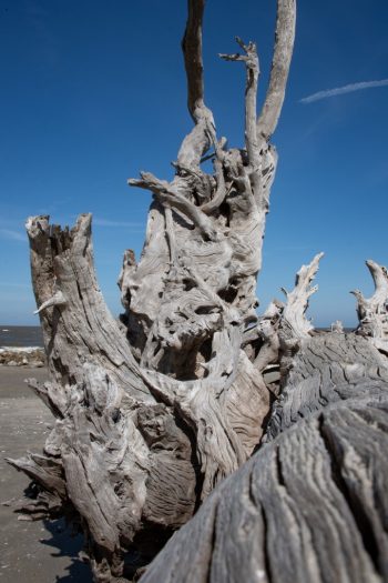Driftwood Beach Driftwood Beach on Jekyll Island, GA, featuring weathered trees and serene coastal scenery