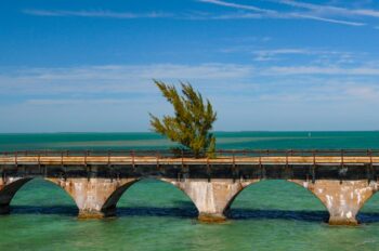 Fred the Tree - The Keys FL Image ID: 130