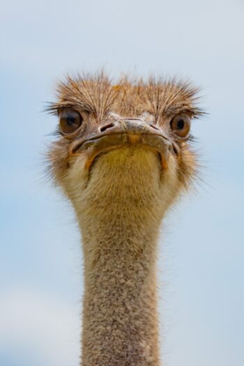 North African ostrich standing in a wildlife habitat in Lakeland, Florida
