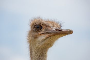 North African ostrich standing in a wildlife habitat in Lakeland, Florida