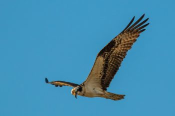 Osprey fishing along the beach at Chesapeake Bay, showcasing its hunting skills