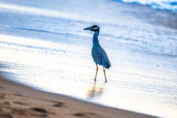 Yellow-crowned Night-Heron standing on the beach at Cape Story, Virginia Beach, with a blurred ocean background