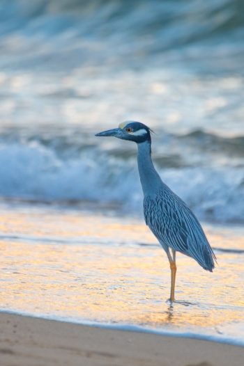 Yellow-crowned Night-Heron standing on the beach at Cape Story, Virginia Beach, with a blurred ocean background