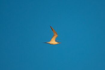 Caspian Tern Image ID: 470