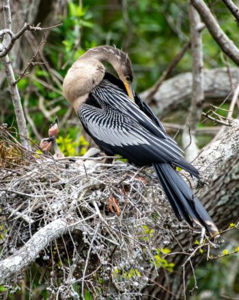 Anhinga, AKA Snakebird and Babies Image ID: 584