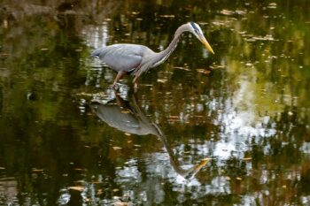 Great Blue Heron Image ID: 577