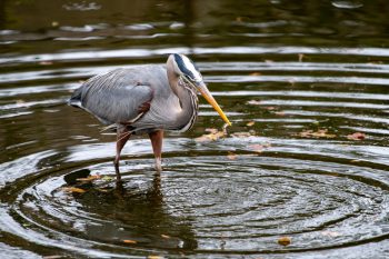 Great Blue Heron standing in the water catching fish in Hilton Head, South Carolina, captured in May 2025