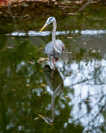 Great Blue Heron standing in the water in Hilton Head, South Carolina, captured in May 2025
