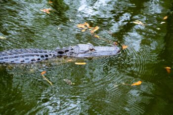 Alligator Image ID: 580