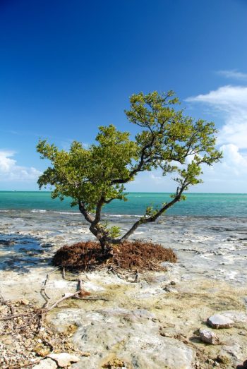 A large tree near the Old Flagler Railroad in Summerland Key, Florida, captured in October 2007