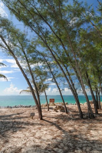 Leaning Australian pines at Fort Zachary Taylor in Key West, Florida, showcasing a scenic coastal landscape