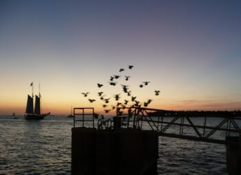 Key West Sunset Celebration Image ID: 447