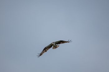 Osprey in flight over Chesapeake Bay in Virginia Beach, showcasing its distinctive features