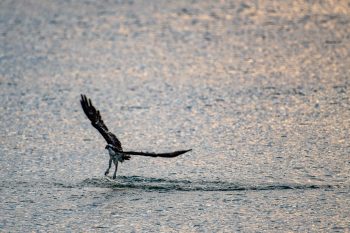 Osprey fishing in the Chesapeake Bay in Virginia Beach, capturing the essence of its natural habitat
