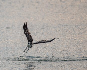 Osprey fishing in the Chesapeake Bay in Virginia Beach, capturing the essence of its natural habitat