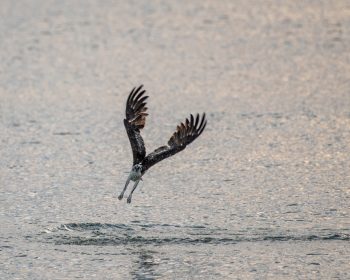 Osprey fishing in the Chesapeake Bay in Virginia Beach, capturing the essence of its natural habitat