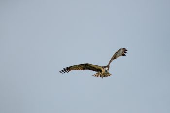 Osprey in flight over Chesapeake Bay in Virginia Beach, showcasing its distinctive features and surroundings