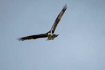 Osprey in flight over Chesapeake Bay, showcasing its distinctive features