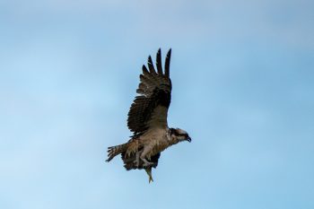 Osprey in flight over Chesapeake Bay, Virginia Beach, with a clear blue sky in the background