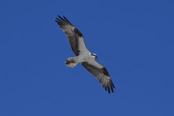 Osprey in flight over Chesapeake Bay, Virginia Beach, showcasing its distinctive features and surroundings