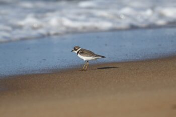 Semipalmated Plover Image ID: 863
