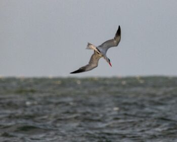 Caspian Tern Diving Image ID: 917