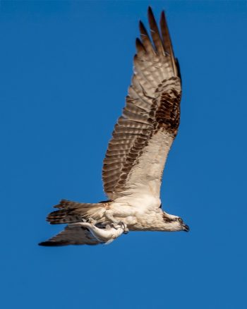 Osprey with a fish over Chesapeake Bay in Virginia Beach, showcasing its hunting skills