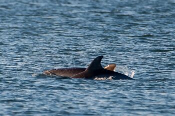 Dolphins in the Bay Image ID: 868