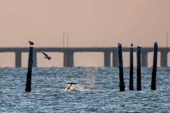 Dolphin Tail Image ID: 869