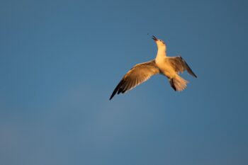 Seagulls feeding on bugs mid-air (Aerial Hawking). The black spot is his dinner. Image ID: 935