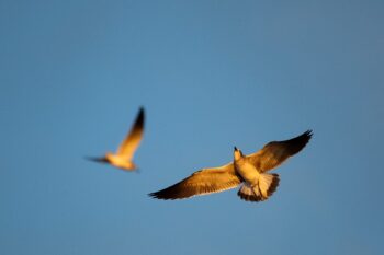 Seagulls feeding on bugs mid-air (Aerial Hawking). Image ID: 936