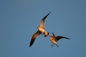 Seagulls feeding on bugs mid-air (Aerial Hawking). Image ID: 937