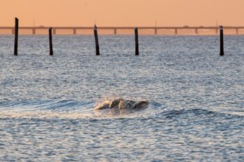 Rogue Wave Image ID: 985