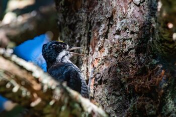 Three Toed Woodpecker perched on a tree branch in Western Head Preserve, Cutler, Maine