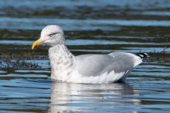 American Herring Gull at Western Head Preserve in Cutler, Maine