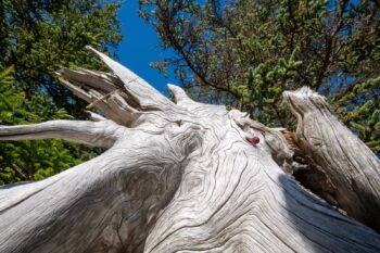 Weathered wood grain and a scenic view of the Western Head Preserve Trail in Cutler, Maine, showcasing autumn foliage in October 2025