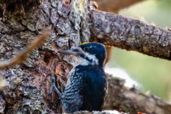 Three Toed Woodpecker perched on a tree branch in Western Head Preserve, Cutler, Maine, October 2025