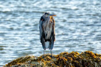 Great Blue Heron standing on a seaweed covered rock by the water at Roque Bluffs, Maine in October 2025